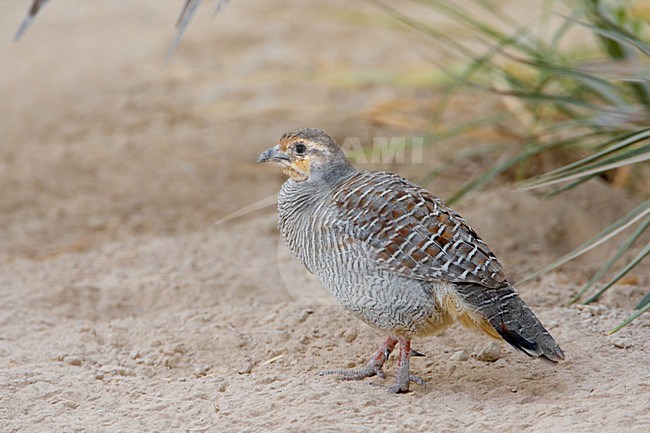 Grey Francolin, Ortygornis pondicerianus, walking on the ground in Oman. stock-image by Agami/Daniele Occhiato,