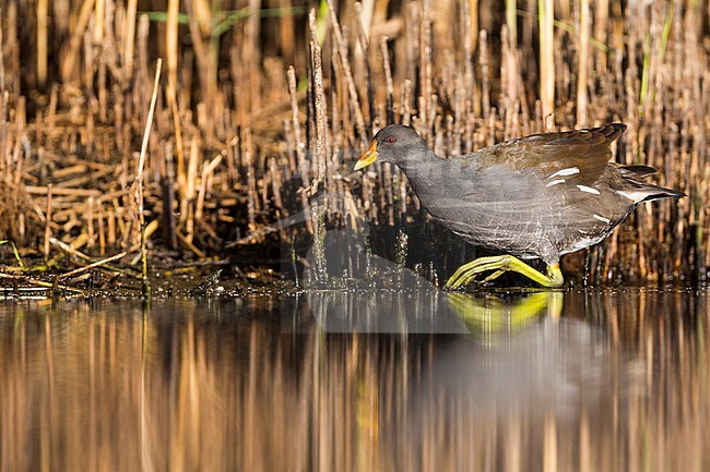 Common Moorhen (Gallinula chloropus ssp. chloropus), Germany, 1st summer stock-image by Agami/Ralph Martin,