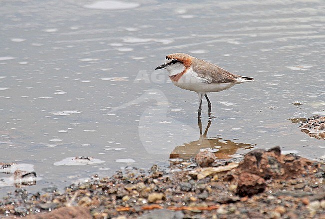 Chestnut-banded plover (Charadrius pallidus) adult stock-image by Agami/Pete Morris,