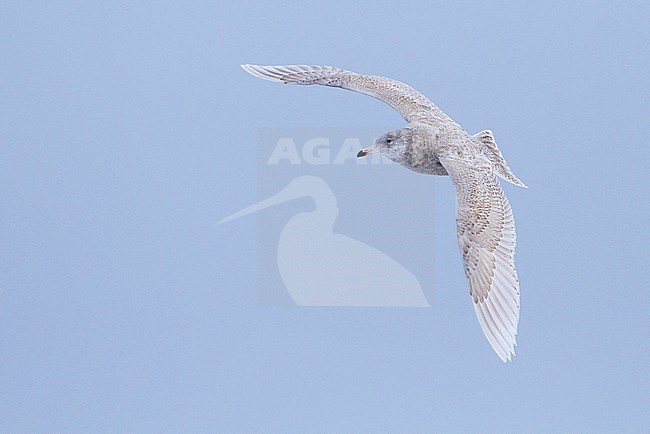 Glaucous Gull (Larus hyperboreus ssp. hyperboreus), Norway, 2 cy stock-image by Agami/Ralph Martin,