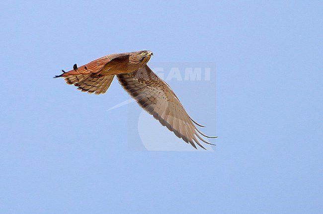 Grasshopper Buzzard, Butastur rufipennis, in West Africa. stock-image by Agami/Dani Lopez-Velasco,