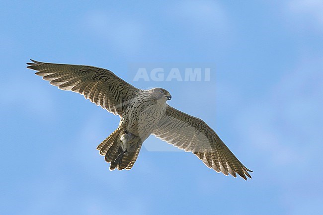 Gyrfalcon (Falco rusticolus), adult bird in flight in Norway stock-image by Agami/Kari Eischer,