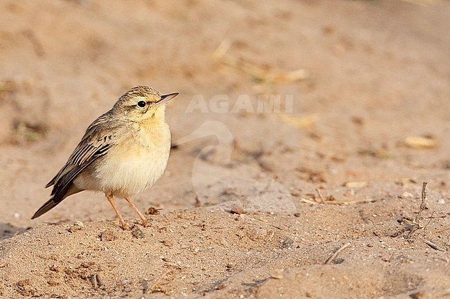 Adult Tawny Pipit (Anthus campestris) during spring migration in a citypark in Eilat, Israel. stock-image by Agami/Marc Guyt,