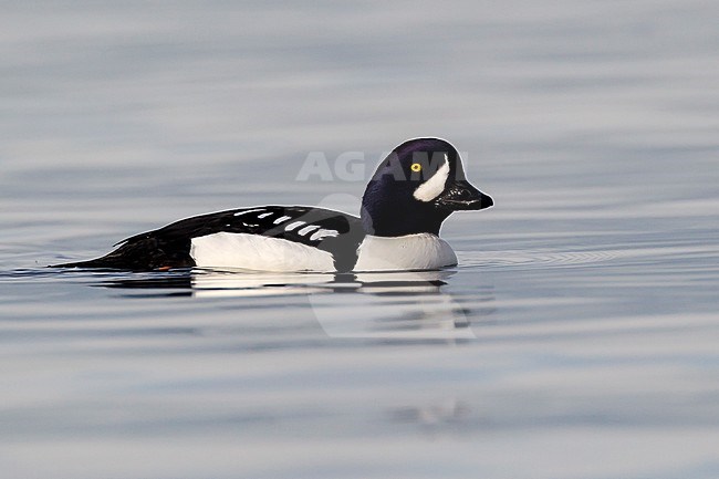 Adult male
Vancouver, B.C., Canada
January 2013 stock-image by Agami/Brian E Small,