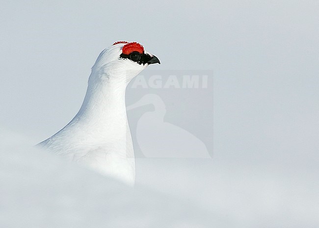 Ptarmigan (Lagopus mutus) Utsjoki Finland April 2019 stock-image by Agami/Markus Varesvuo,