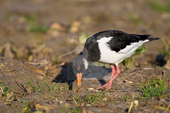 Juveniele Scholekster voedsel zoekend Nederland, Juvenile Eurasian Oystercatcher foraging Netherlands stock-image by Agami/Wil Leurs,