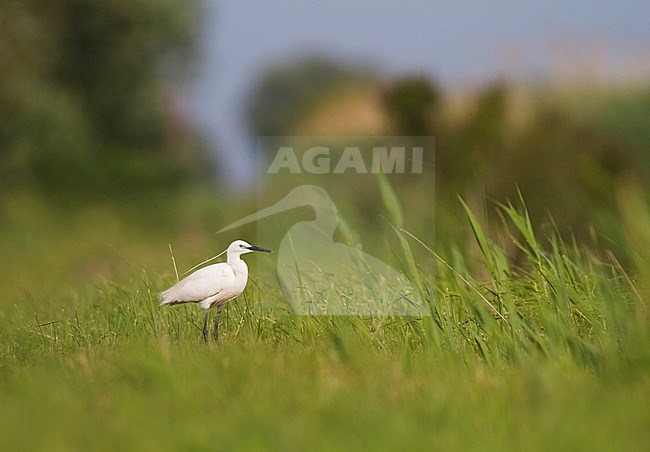 Little Egret (Egretta garzetta), Hungary, adult standing in green swamp habitat. stock-image by Agami/Ralph Martin,