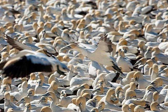 Kaapse Jan-van-genten kolonie, Cape Gannet colony stock-image by Agami/Wil Leurs,