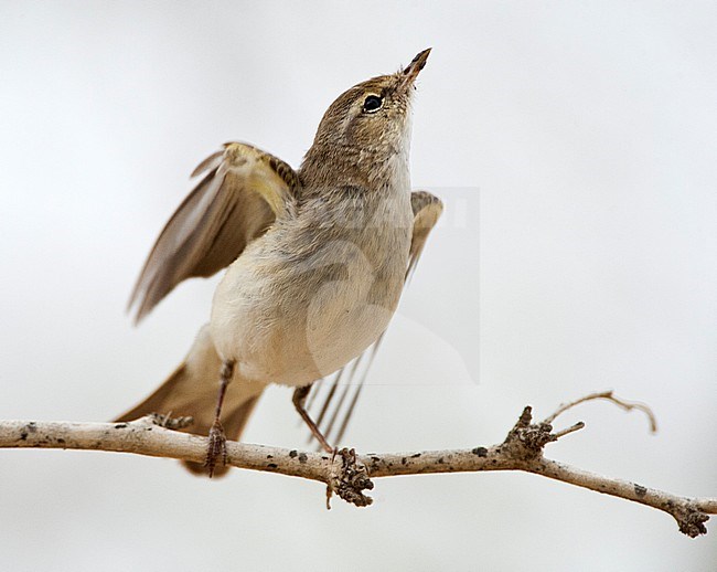 Balkanbergfluiter op doortrek in Israel; Eastern Bonelli's Warbler during migration stock-image by Agami/Marc Guyt,