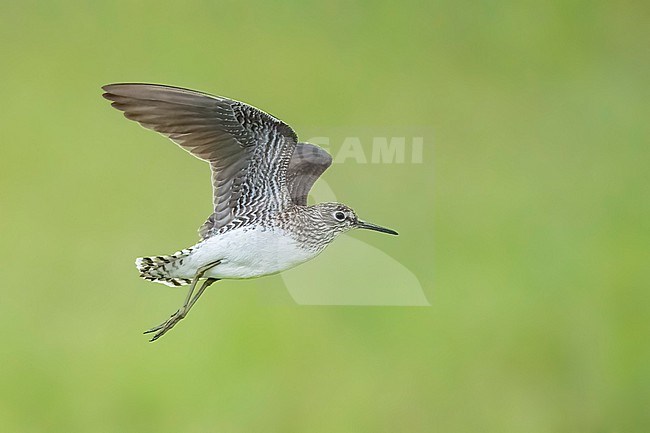 Adult breeding
Galveston Co., TX
April 2023 stock-image by Agami/Brian E Small,