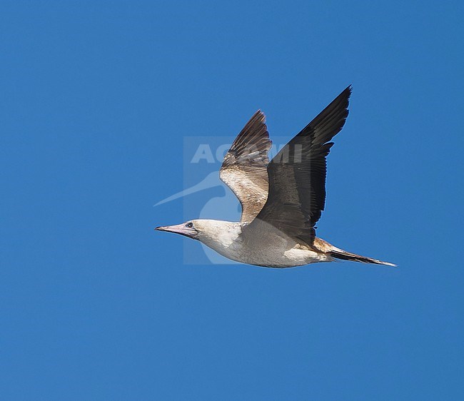 Immature Red-footed Booby, Bishop Rock Lighthouse, Isles of Scilly, August, in Great Britain. stock-image by Agami/Steve Gantlett,