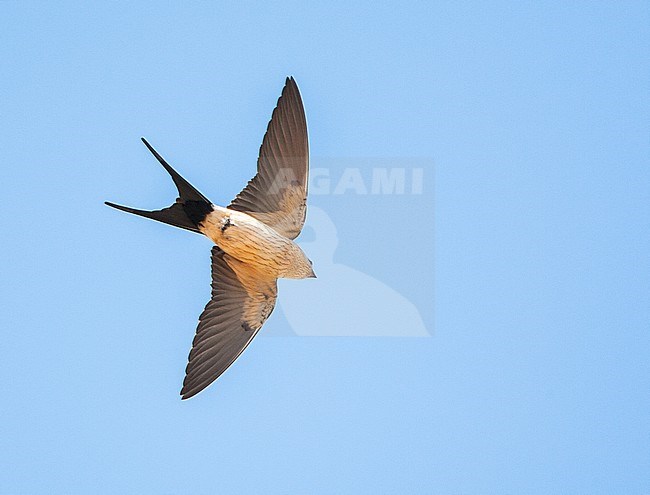 Adult Red-rumped Swallow (Cecropis daurica) in flight against a blue sky as background during spring on the  Aegean island Lesvos in Greece. Striped individual seen from below. stock-image by Agami/Marc Guyt,