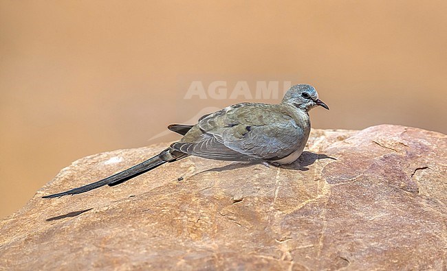 Male adult Namaqua Dove walking near Atar, Adar, Mauritania. April 05, 2018. stock-image by Agami/Vincent Legrand,