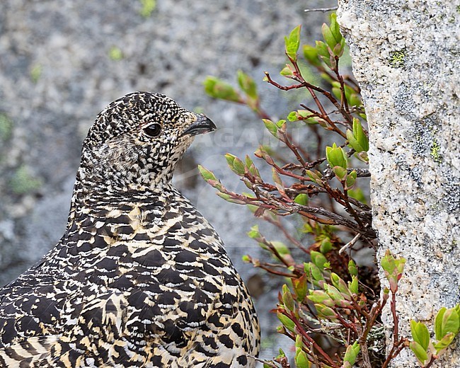 A close-up of a female White-tailed Ptarmigan feeding on little green leaves next to a rock in her high alpine habitat. Photo taken on top of Flat Iron Peak near the Coquihalla Summit Area in British Colombia, Canada. stock-image by Agami/Jacob Garvelink,