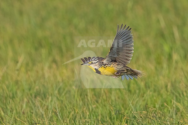 Adult 
Galveston Co., TX
April 2022 stock-image by Agami/Brian E Small,