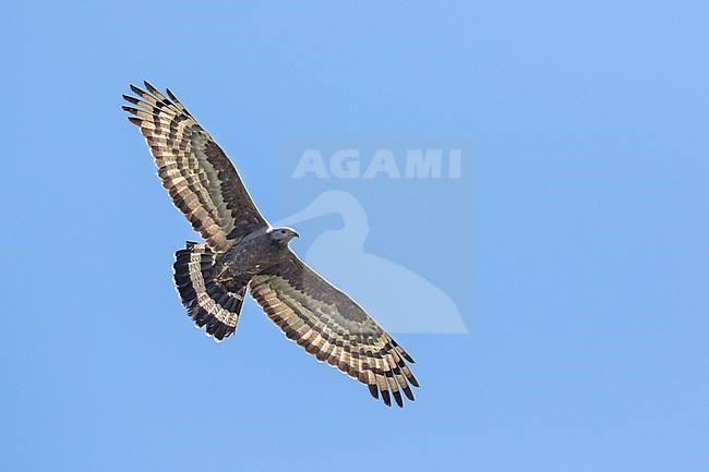 Crested Honey-Buzzard - Schopfwespenbussard - Pernis ptilorhyncus, Russia, adult male stock-image by Agami/Ralph Martin,