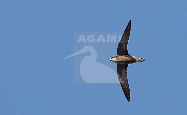 White-throated Needletail (Hirundapus caudacutus) in flight against blue sky as a background. Wintering in Cairns, Queensland, Australia. stock-image by Agami/Ian Davies,