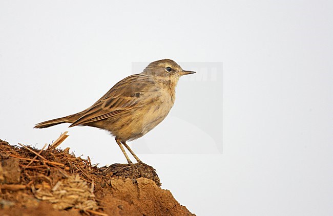 Waterpieper in winterkleed; Water Pipit in winter plumage stock-image by Agami/Markus Varesvuo,