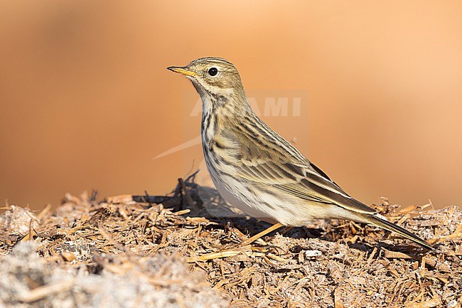 Meadow Pipit (Anthus pratensis), side view of an individual standing on some manure, Campania, Italy stock-image by Agami/Saverio Gatto,