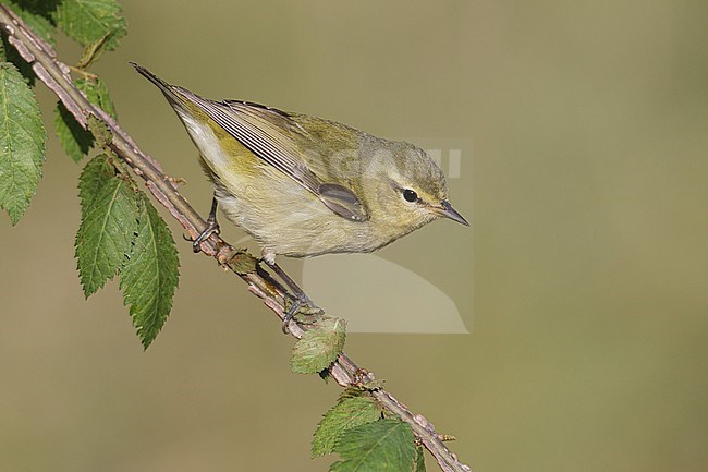 Adult female
Galveston Co., TX
April 2013 stock-image by Agami/Brian E Small,