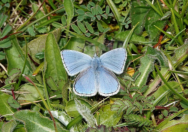 Adonis Blue (Lysandra bellargus), Martin Down, Hampshire, UK stock-image by Agami/Steve Gantlett,