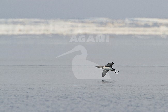 Pacific Loon (Gavia pacifica) flying in Churchill, Manitoba, Canada. stock-image by Agami/Glenn Bartley,