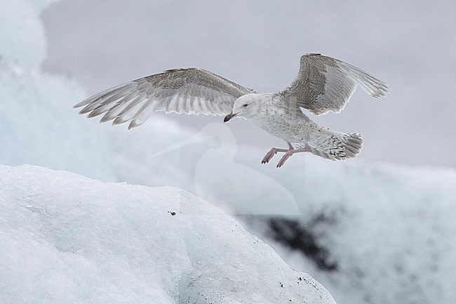 Iceland Gull (Larus glaucoides), side view of a juvenile in flight, Southern Region, Iceland stock-image by Agami/Saverio Gatto,