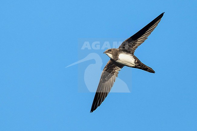 Alpine Swift (Tachymarptis melba) flying agains blue sky in Switzerland. stock-image by Agami/Marcel Burkhardt,