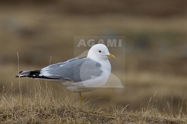 Volwassen Stormmeeuw in zit; Adult Common Gull perched on the ground stock-image by Agami/Daniele Occhiato,