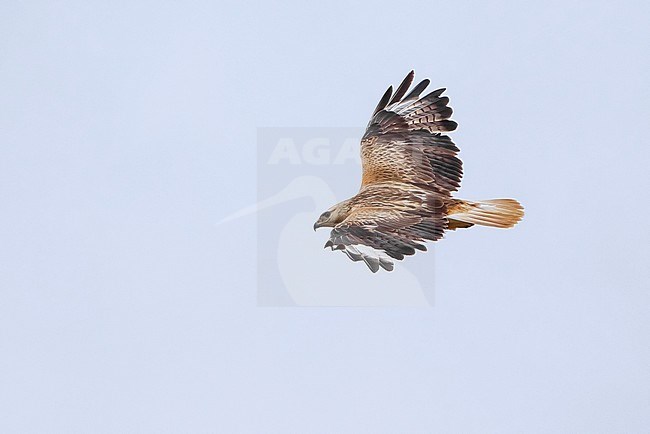 Adult Long-legged Buzzard (Buteo rufinus) soaring in the sky at Inderbor, Atyrau, in Kazakhstan. Seen from above. stock-image by Agami/David Monticelli,