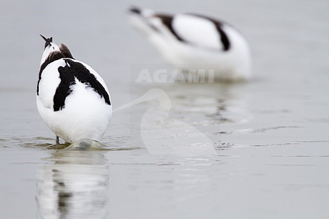 Kluut volwassen foeragerend in water; Pied Avocet adult foraging in water stock-image by Agami/Menno van Duijn,