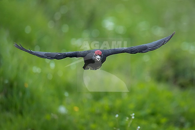 Black woodpecker (Dryocopus martius) in Spain, flying to the next tree against a green background. stock-image by Agami/Marcel Burkhardt,