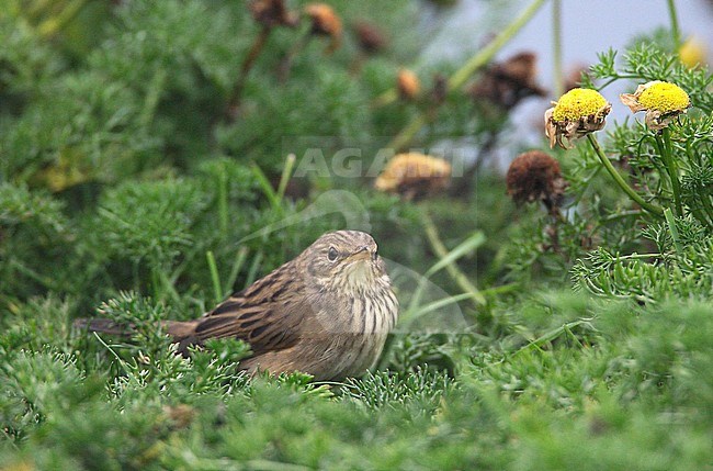 First-winter Lanceolated Warbler (Locustella lanceolata) on the Shetland Islands. stock-image by Agami/Hugh Harrop,