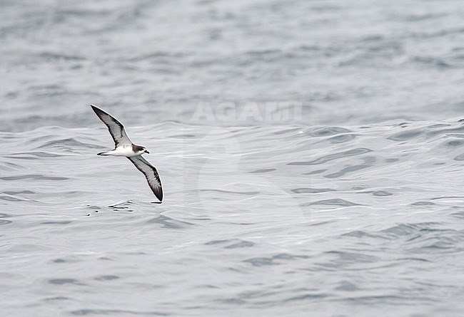 Critically endangered Galapagos Petrel (Pterodroma phaeopygia) in flight over the pacific ocean off the Peruvian coast. stock-image by Agami/Marc Guyt,