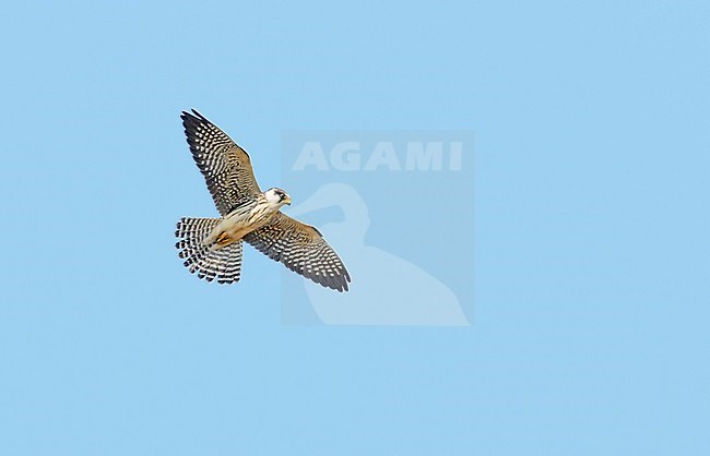 Roodpootvalk;Red-footed Falcon;Falco vespertinus; stock-image by Agami/Hans Gebuis,