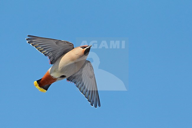 Pestvogel foeragerend op bessen; Bohemian Waxwing foraging on berries stock-image by Agami/Markus Varesvuo,