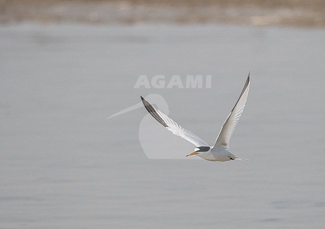 Adult Saunders's tern (Sternula saundersi) in Iran. stock-image by Agami/Pete Morris,