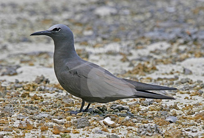 Noddy, Brown Noddy stock-image by Agami/Pete Morris,