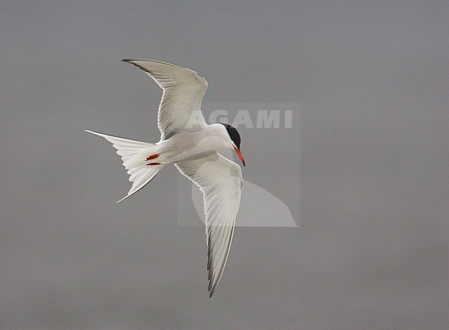 Common Tern in flight, Visdief in vlucht stock-image by Agami/Arie Ouwerkerk,