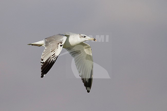 Reuzenzwartkopmeeuw, Pallas's Gull Ichthyaetus ichthyaetus, Oman, 2nd W stock-image by Agami/Ralph Martin,