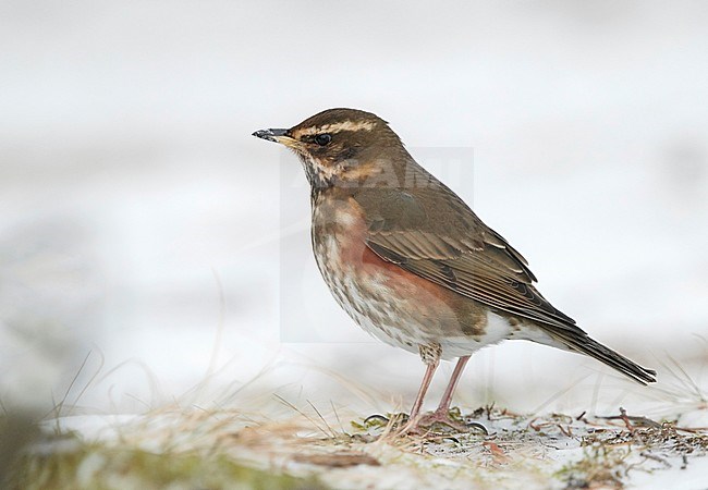 Adult Eurasian Redwing (Turdus iliacus) in winter, Helsinki, Finland stock-image by Agami/Tomi Muukkonen,