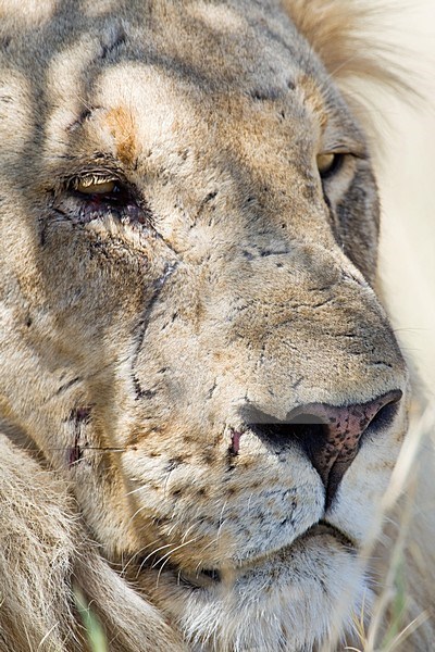 Leeuw mannetje closeup van kop Etosha NP Namibie, Lion male close-up of head Etosha NP Namibia stock-image by Agami/Wil Leurs,