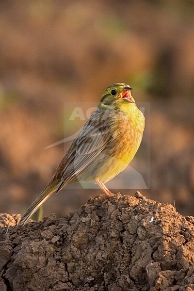 Yellowhammer male singing on the ground; Geelgors man zingend vanaf de grond stock-image by Agami/Harvey van Diek,