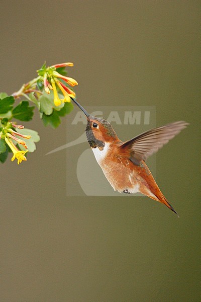 Adult male 
Kern Co., CA 
March 2006 stock-image by Agami/Brian E Small,