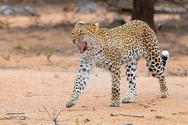 Leopard (Panthera pardus), adult female yawning, Mpumalanga, South Africa stock-image by Agami/Saverio Gatto,