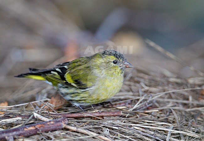 Sijs foeragerend op de grond; Eurasian Siskin foraging on the ground stock-image by Agami/Markus Varesvuo,