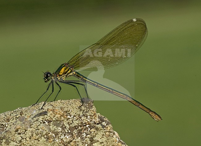 Banded Demoiselle female perched; Weidebeekjuffer vrouw zittend stock-image by Agami/Marc Guyt,