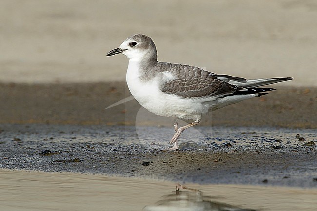 First-winter Sabine's Gull (Xema sabini) standing on the beach at Los Angeles, California, USA in October 2016. stock-image by Agami/Brian E Small,