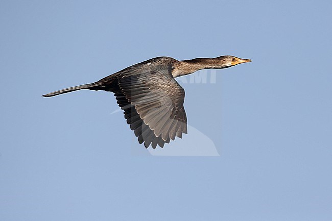 1st year Reed Cormorant (Microcarbo africanus) in flight against blue sky stock-image by Agami/Mathias Putze,