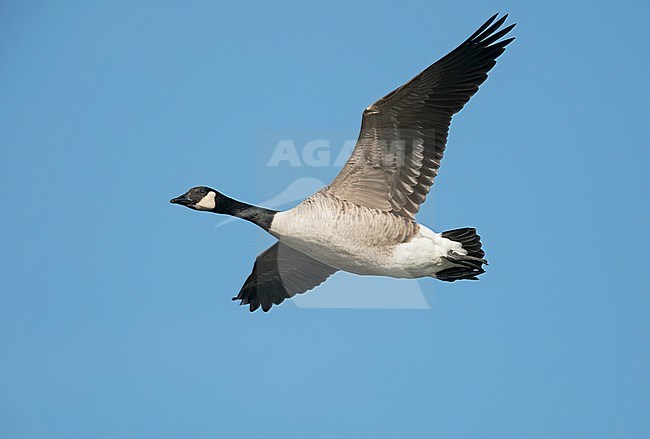 Canada Goose (Branta canadensis) flying, migrating in blue sky showing underside stock-image by Agami/Ran Schols,